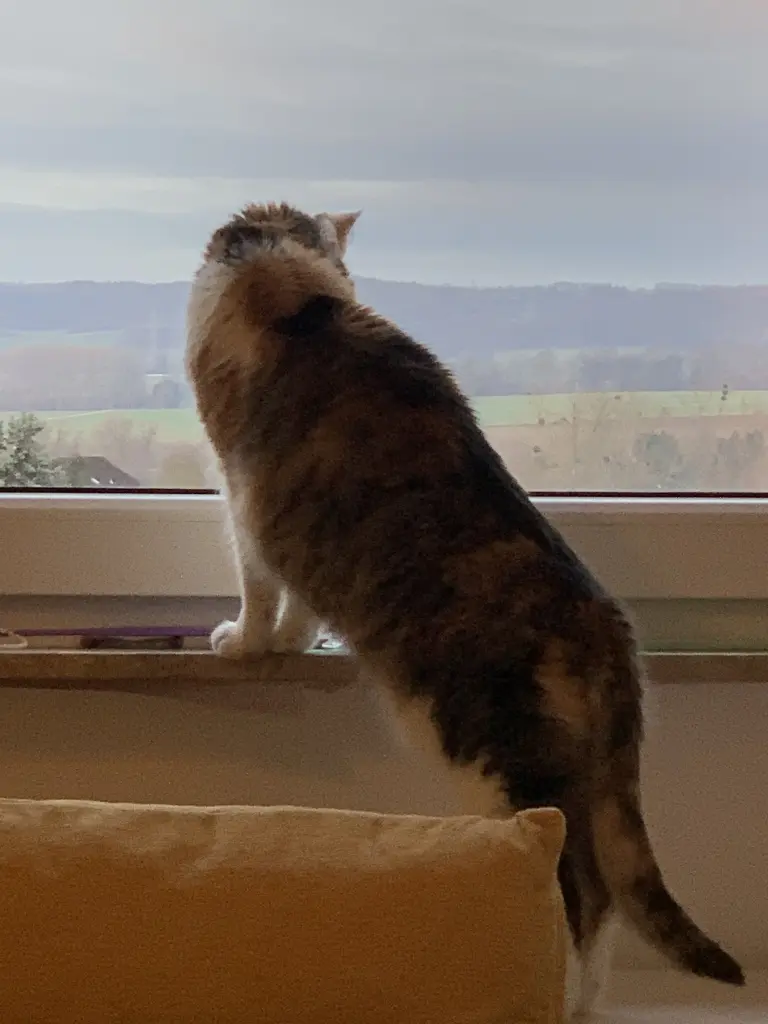 Image from Frau Lotta