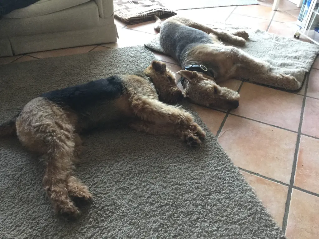 Condolence image of Gabi mit Max im Herzen 