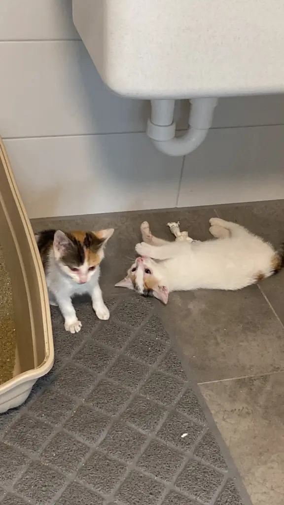 Da waren die beiden 3 Tage erst bei uns 
Hell: Merle 
Dunkel: Schwester Joy