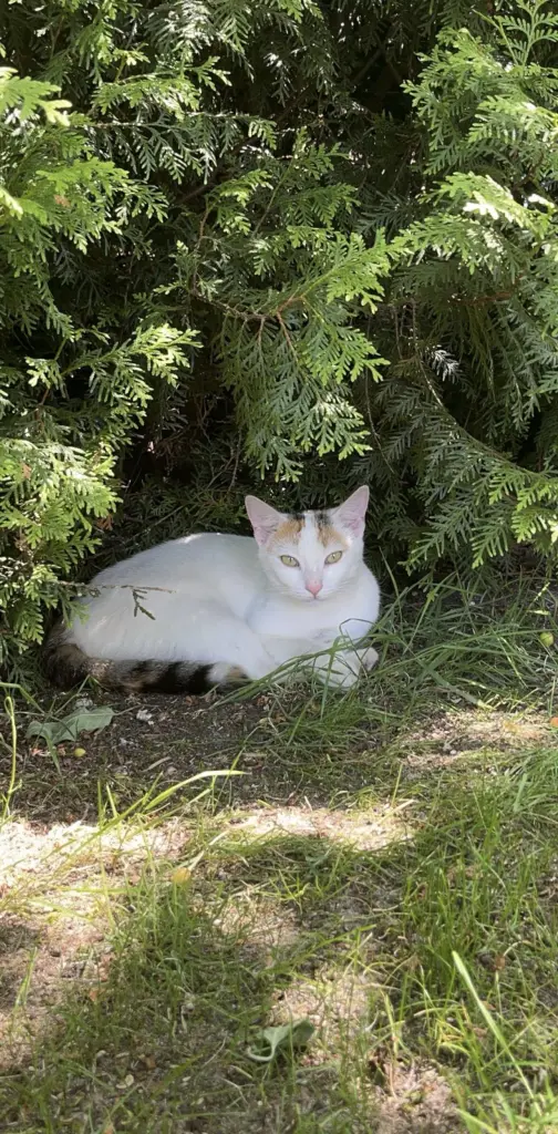 Lieblingsplatz im Garten