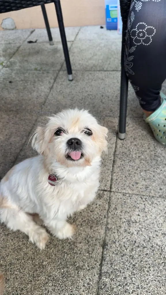 Condolence image of Meine Mila