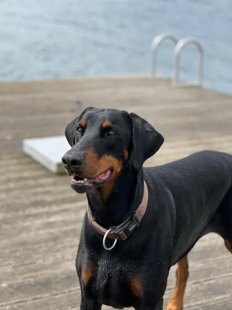 Andachtsbild von Schanen Christian