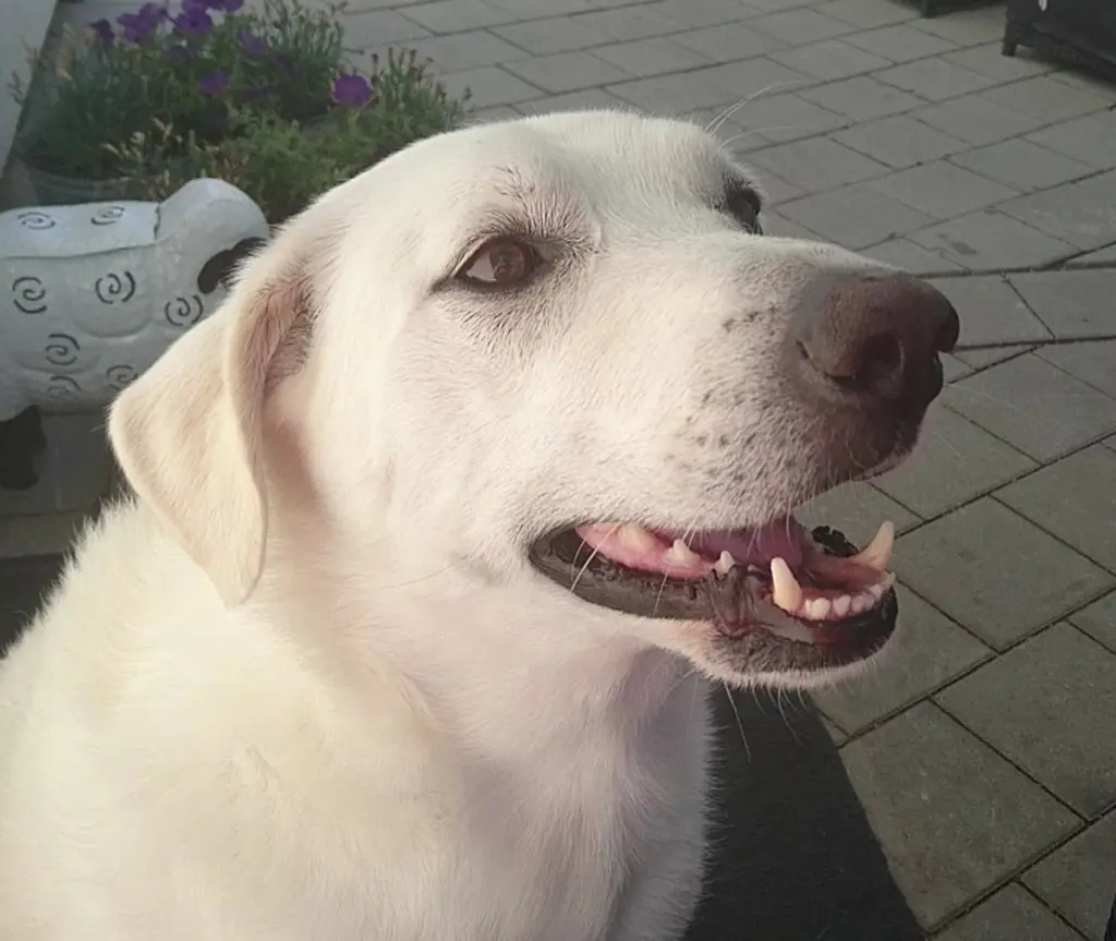 Image from Lucky