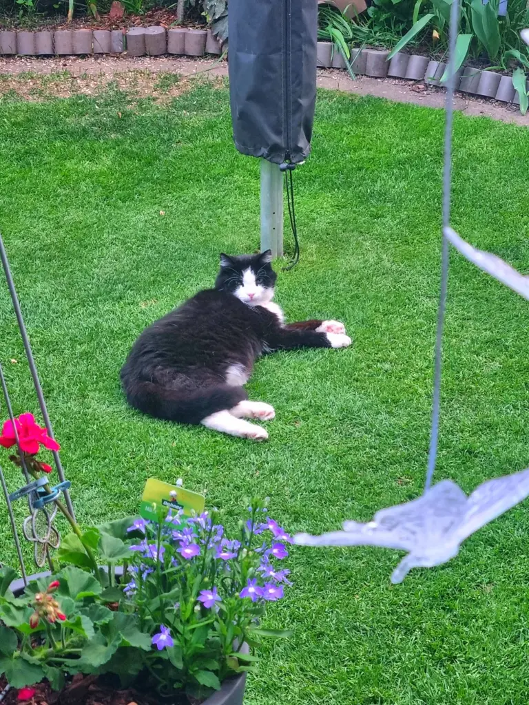 Image from Luna-Mausi