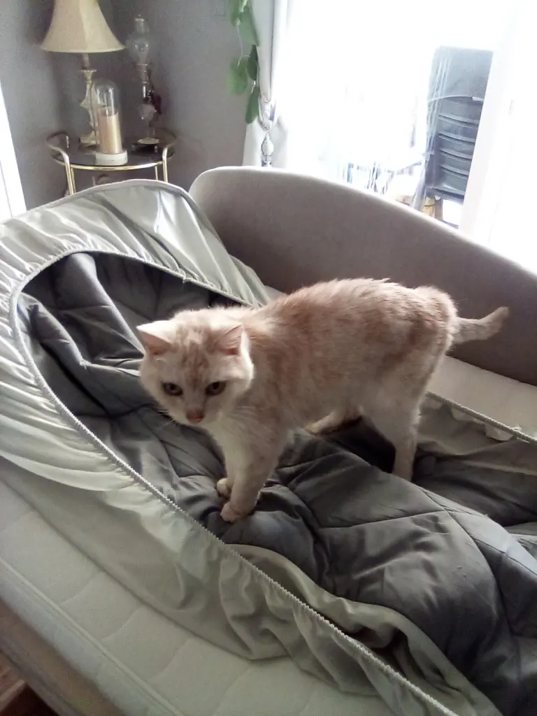 Condolence image of Beate mit Priscilla im Herzen❤