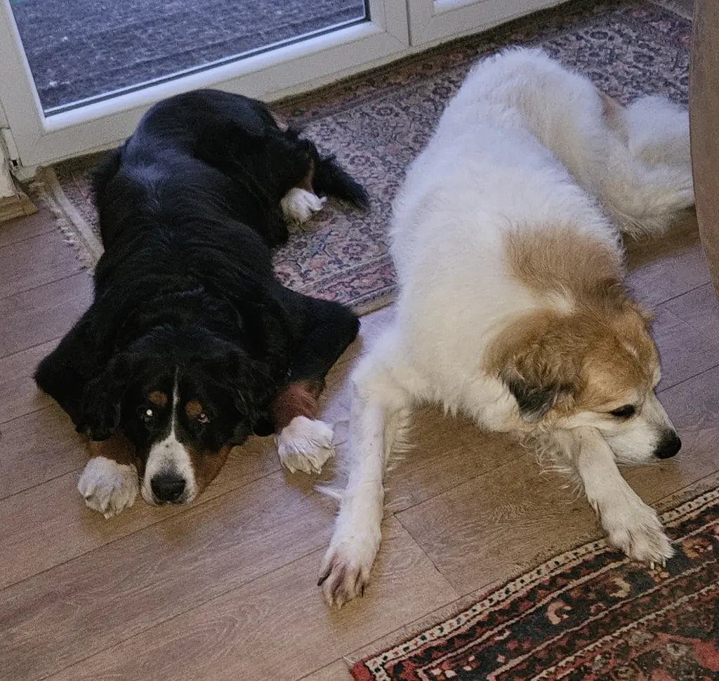 Ballibopps beste Freundin. Seine Josie .😍😍😍