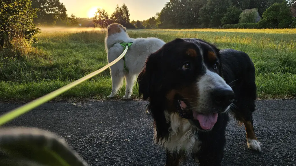 Ballibopp und Josie. Sie vermisst ihn wahnsinnig. 😪😪😪