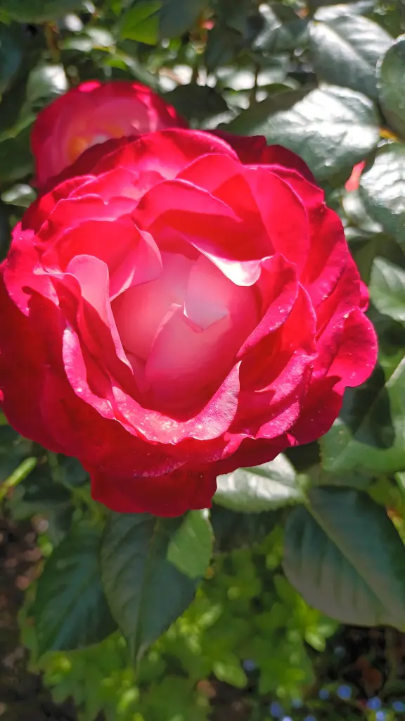 Condolence image of Heidi Junghans