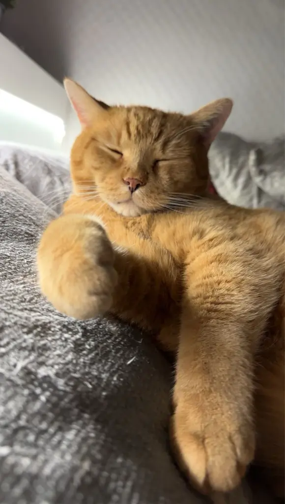 Condolence image of Angi