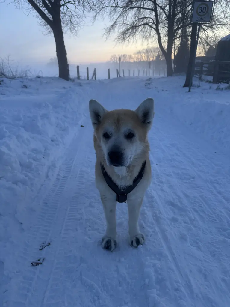 Image from Nanook