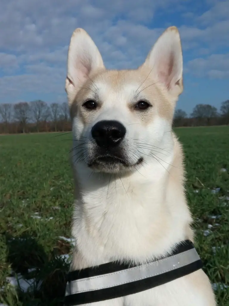 Hübschiii