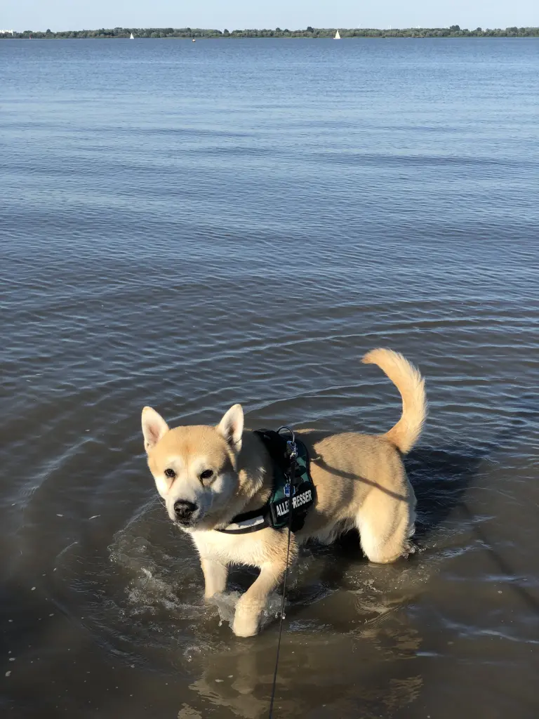 Wasserratte