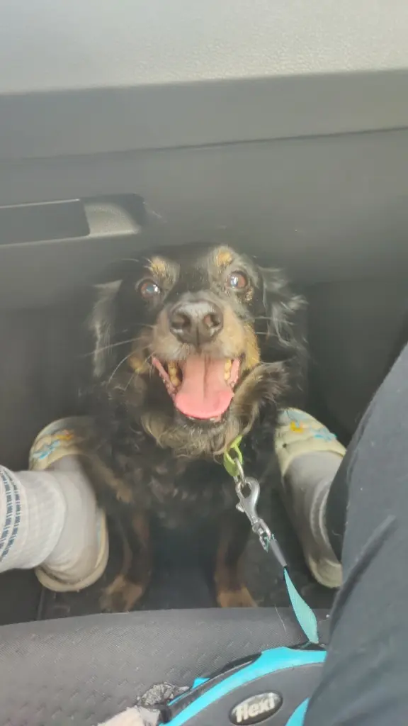 Image from Dobby
