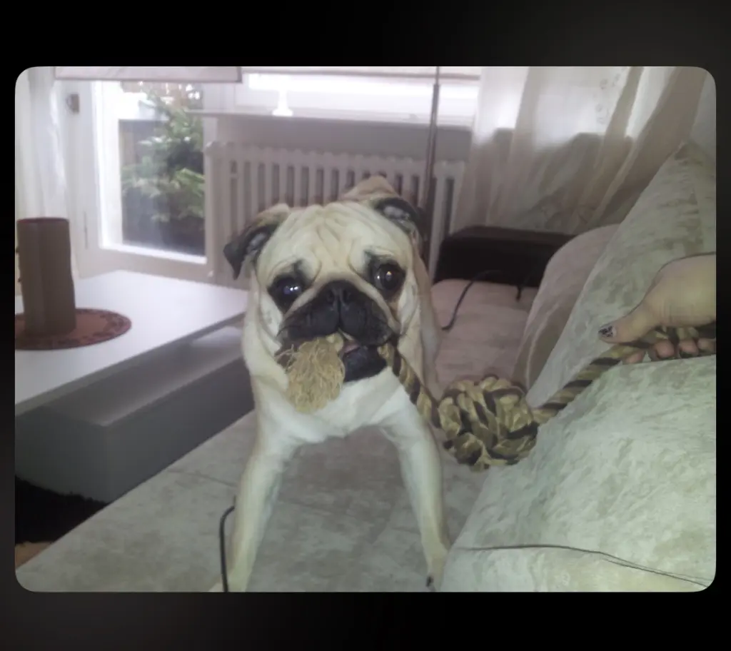 Bild von Kalle