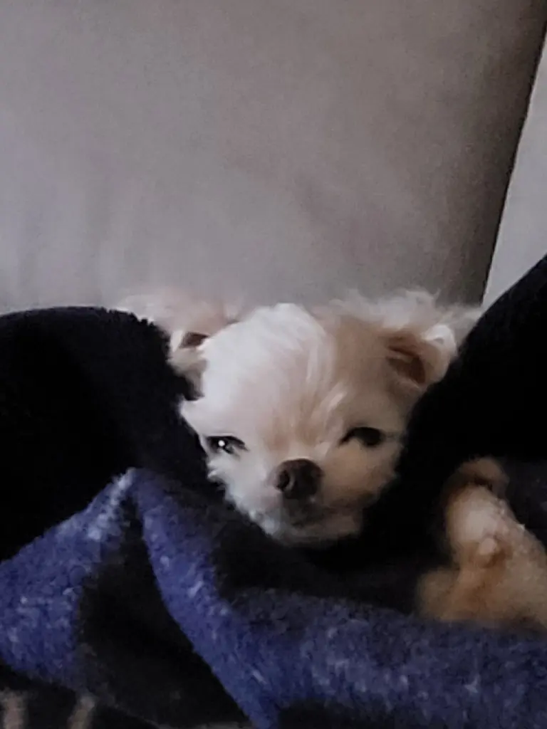 Andachtsbild von Nico Tosch