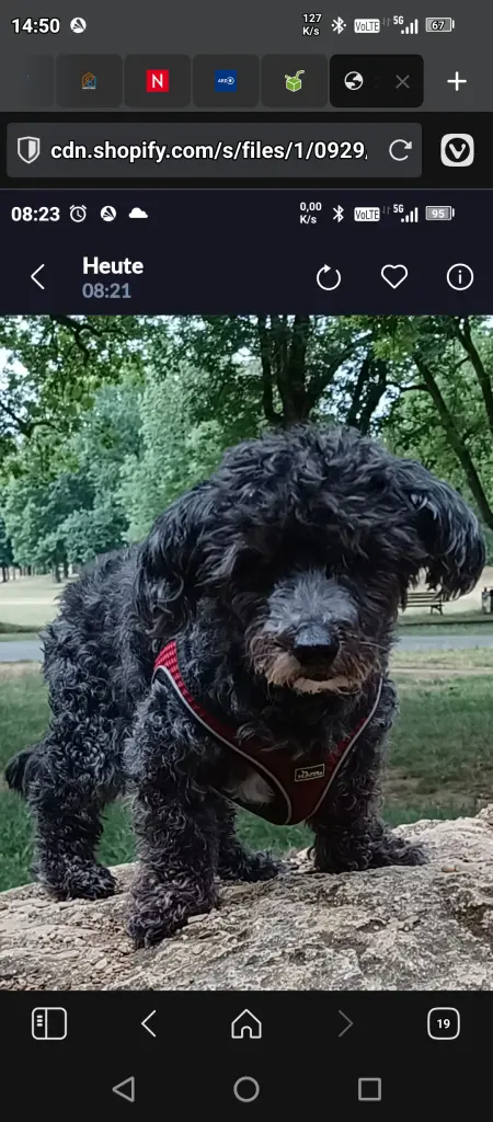 Condolence image of Angela mit Rico