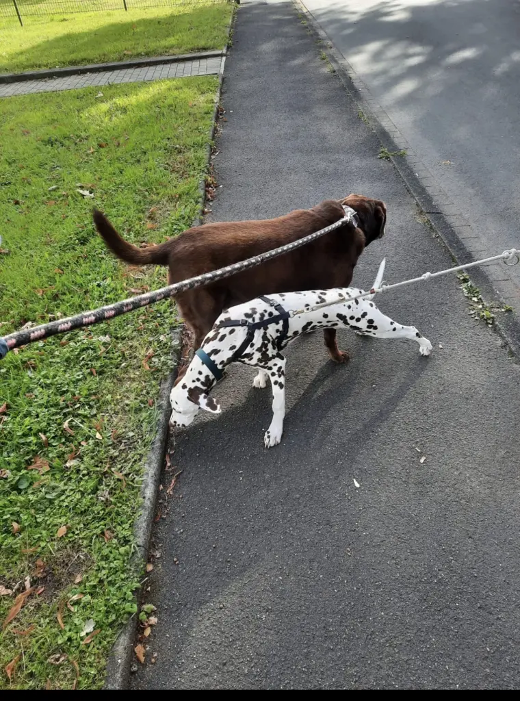 Condolence image of Luna