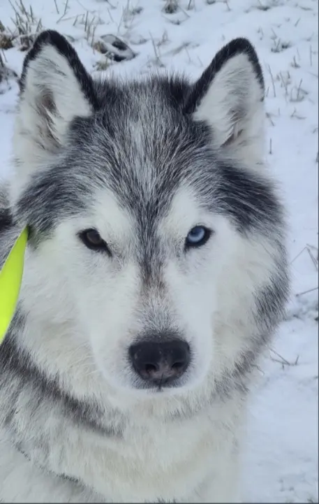 Condolence image of Jörg und Sabine mit Yukon tief im Herzen❤️