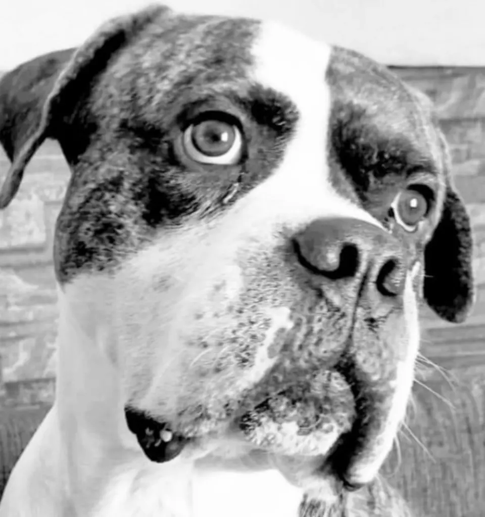 Image from Banjo