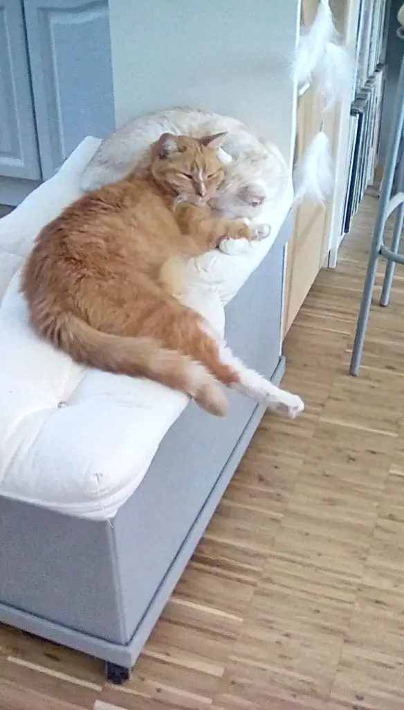 Andachtsbild von Beate mit Presley im Herzen❤