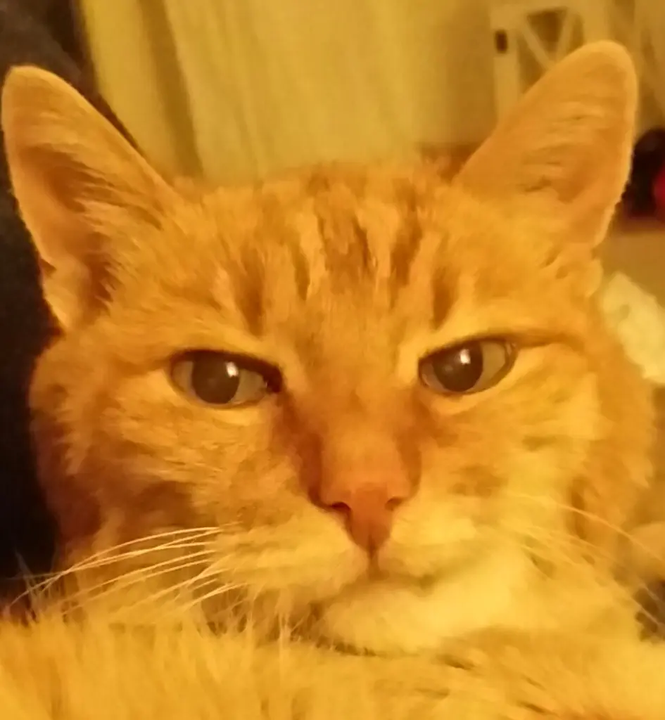 Image from Finn