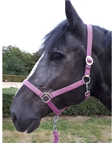 Condolence image of Susann Stumpen