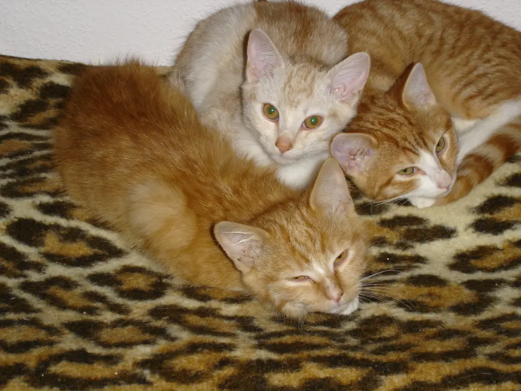 Andachtsbild von Beate mit Elvis, Baby, Presley und Priscilla im Herzen❤❤❤❤