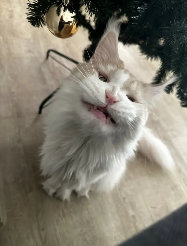 Bild von Matou van Bommel