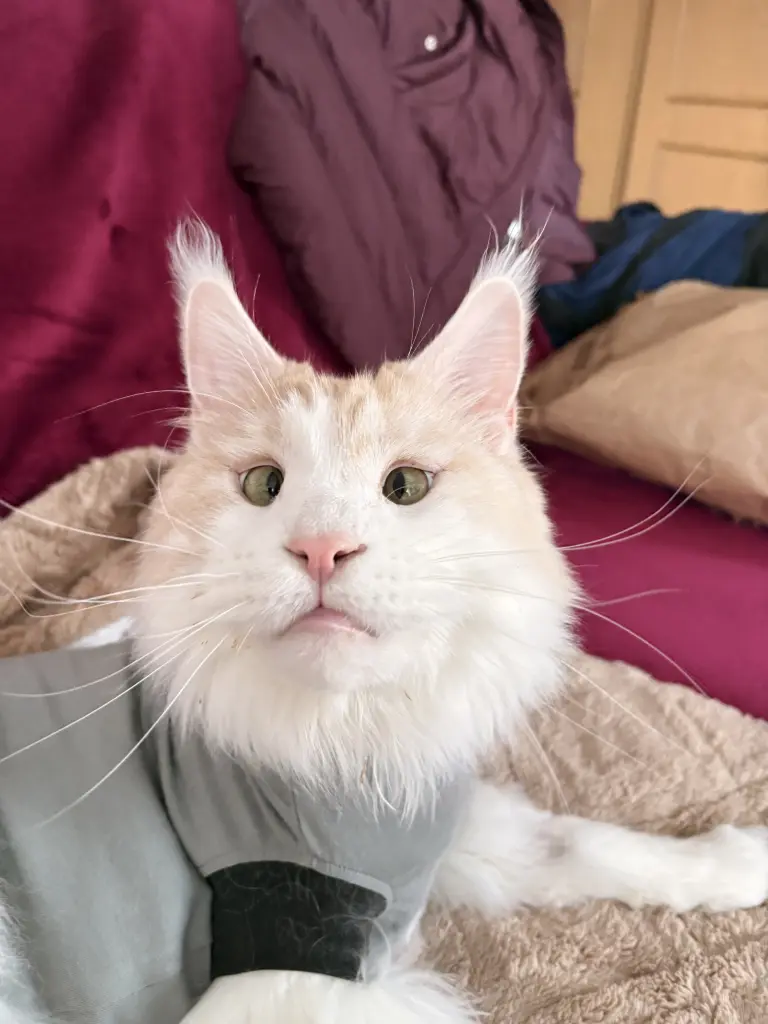 Bild von Matou van Bommel