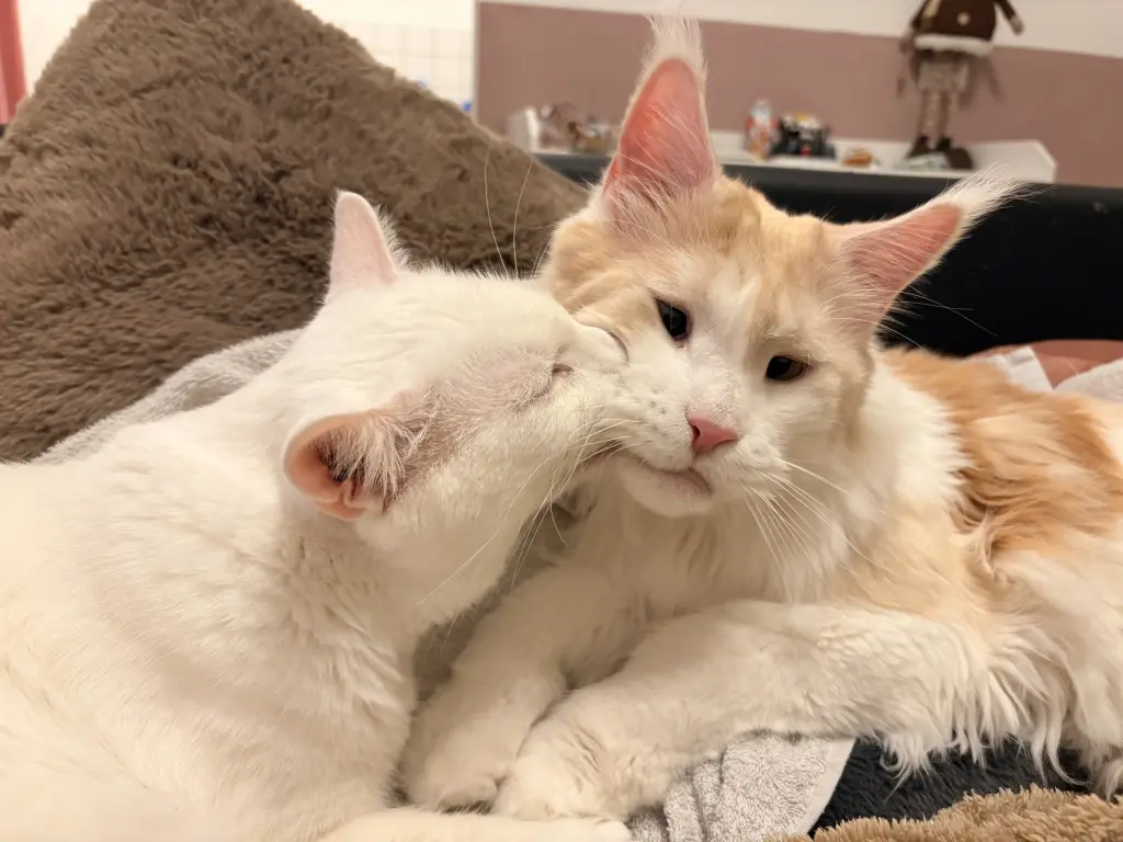 Bild von Matou van Bommel