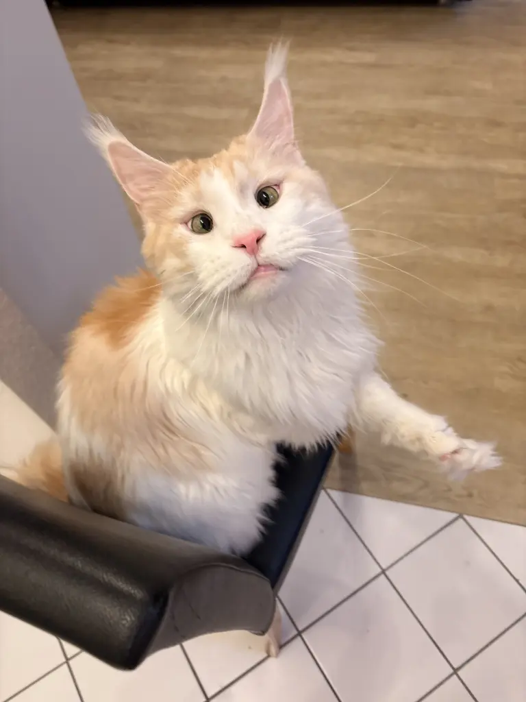 Bild von Matou van Bommel