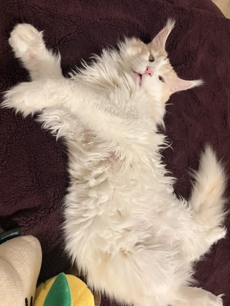 Bild von Matou van Bommel