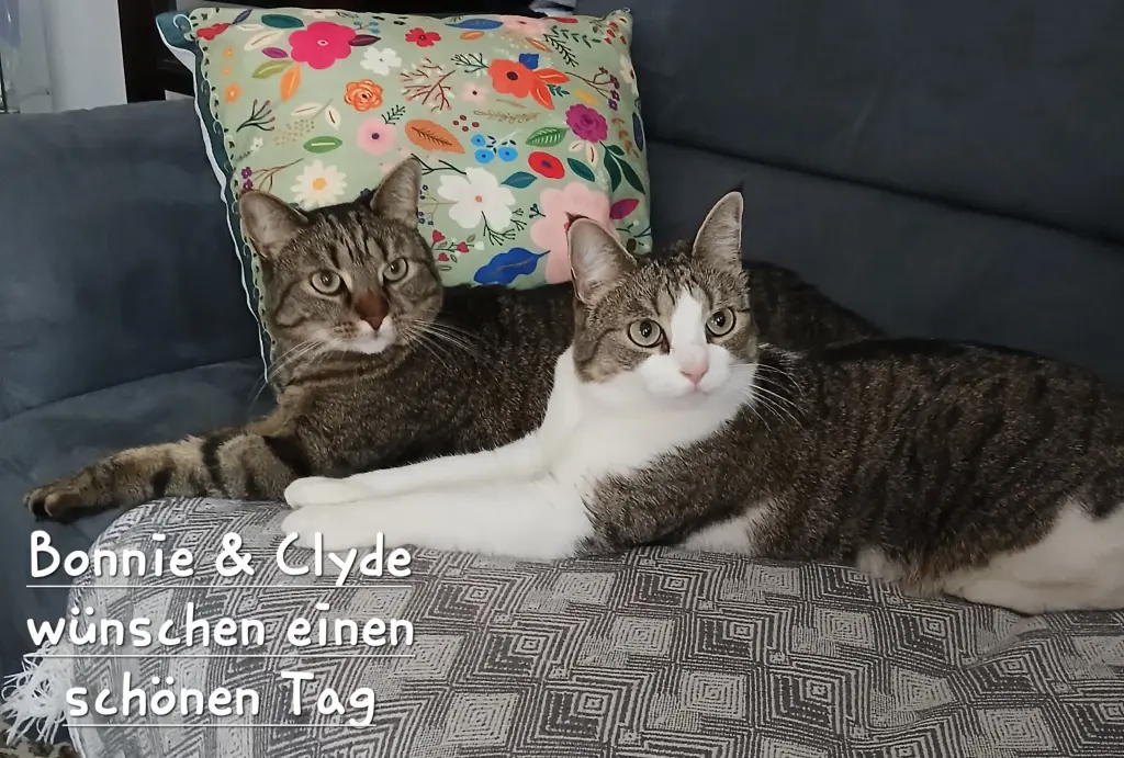Dein Bruder Clyde vermisst dich so sehr🐈‍⬛♥️