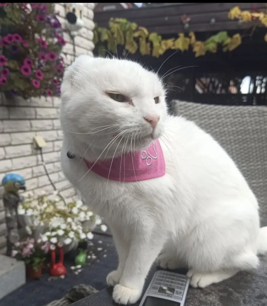 Condolence image of Manuela Hinterhölzl