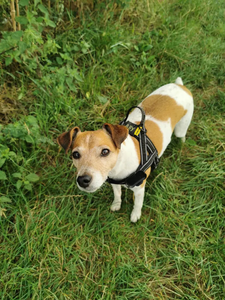 Andachtsbild von Teresa Frenken