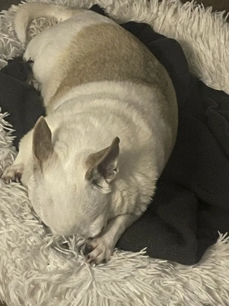 Condolence image of Heidi Strasser