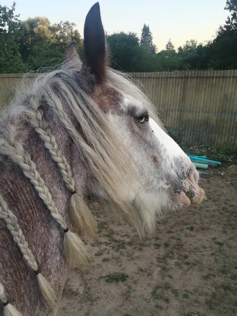 Wie sehr Ich es geliebt habe, Dich zu kraulen und wie sehr Du es genossen hast