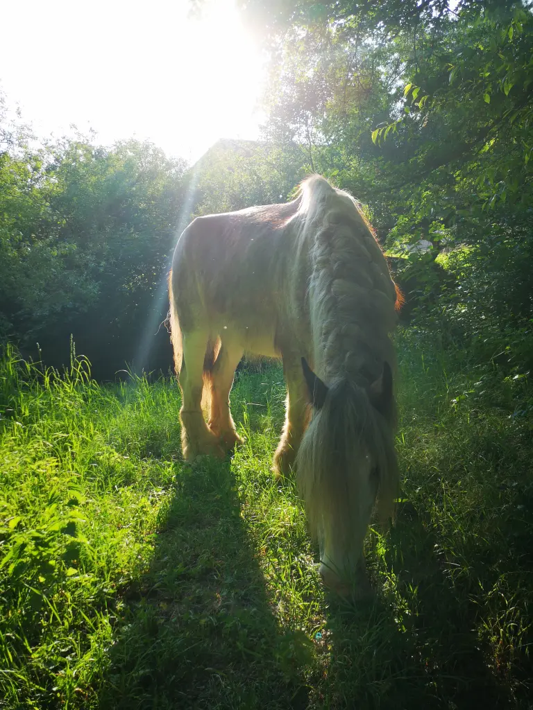 Heller als die Sonne hast Du gestrahlt Mein Feenpferdchen