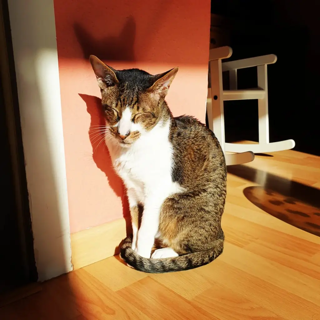 Image from Loro