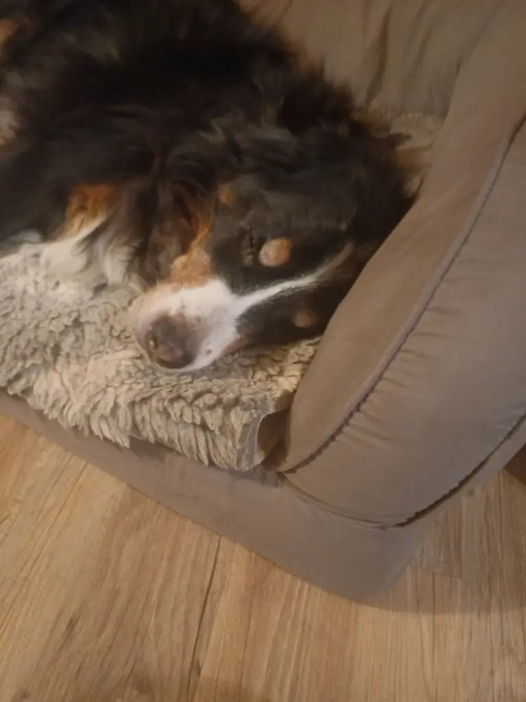 Condolence image of Feli