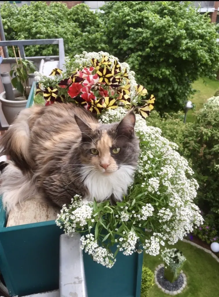 Sie liebte die Sonne , die Luft und ihren Balkon .