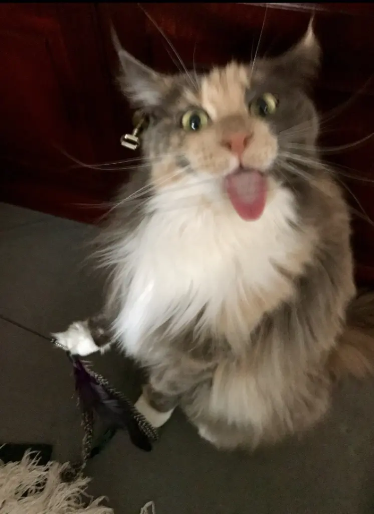 Sie hat mich jeden Tag zum Lächeln gebracht .