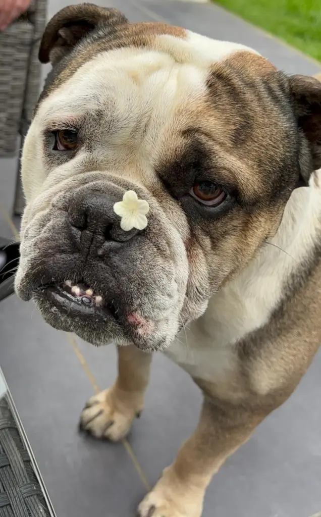 Bild von Bullet