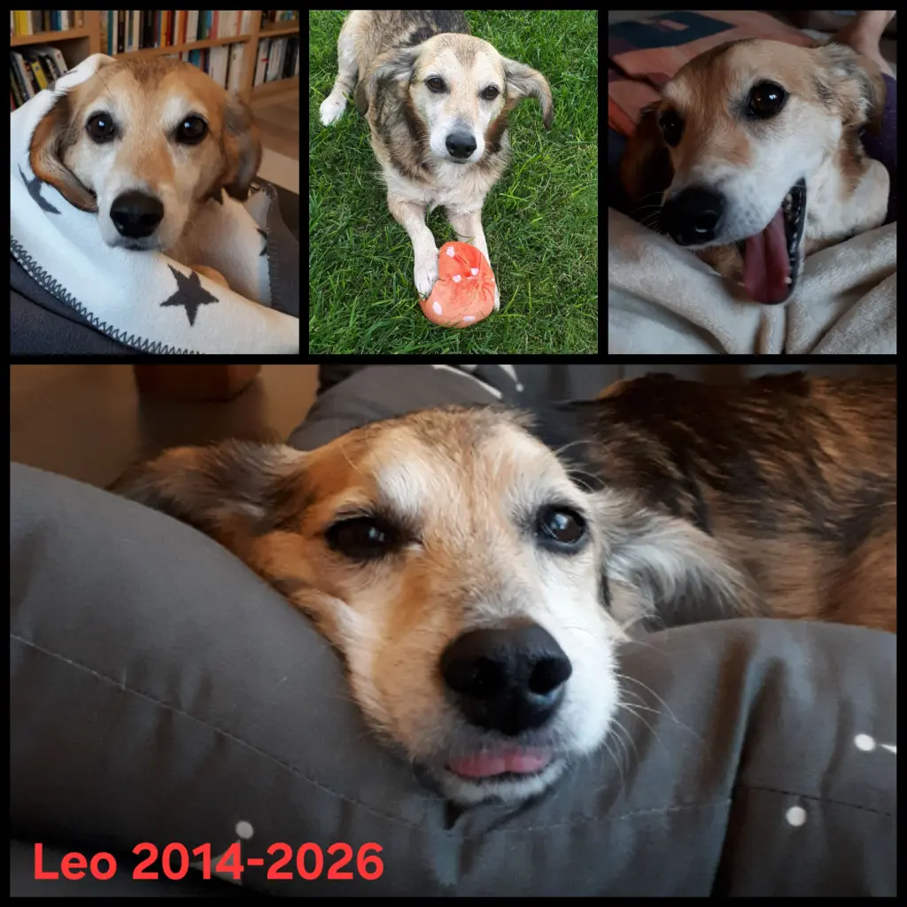 Image from Leo
