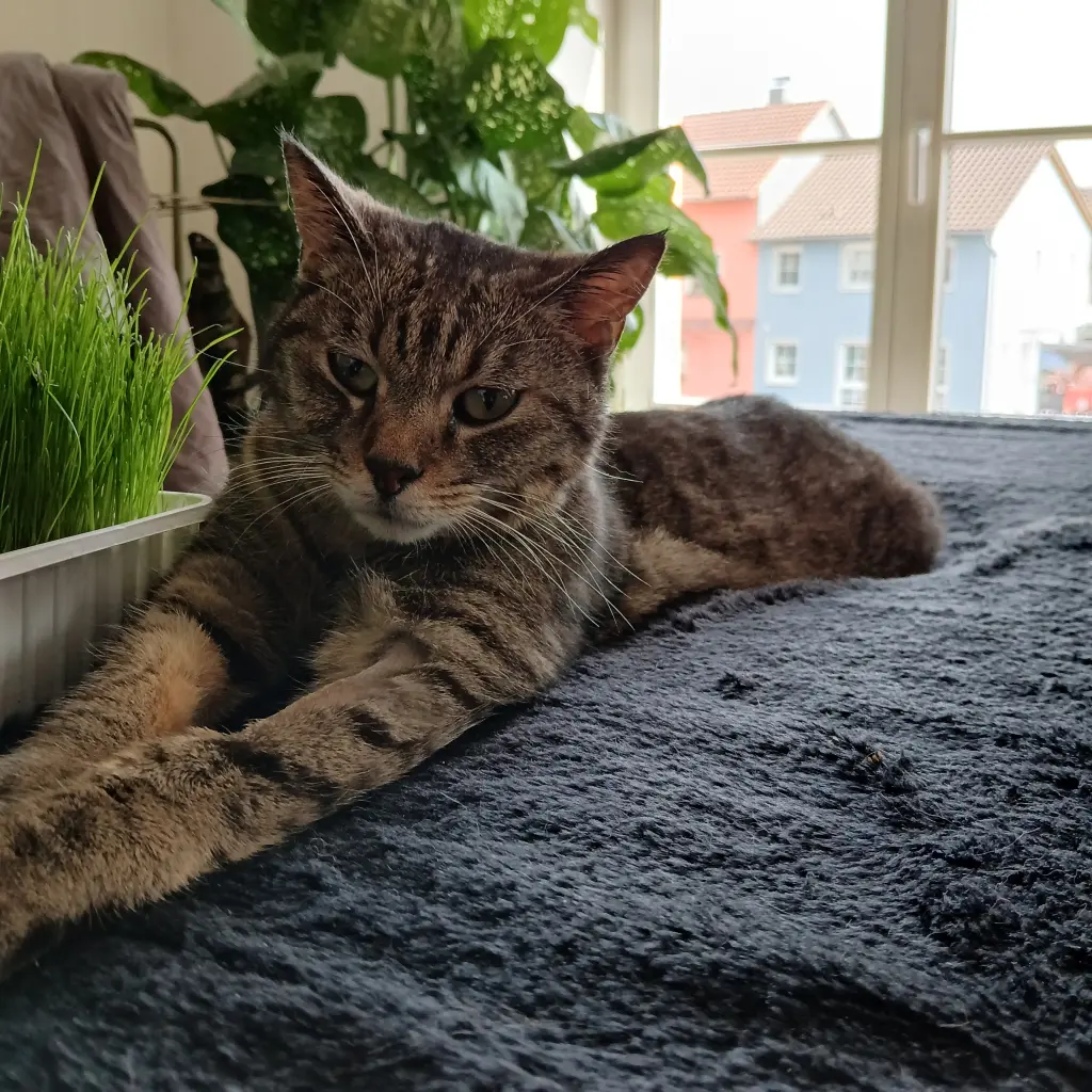 Image from Mäuschen