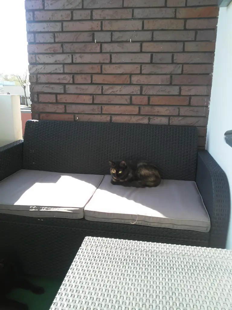 Bild von Pina
