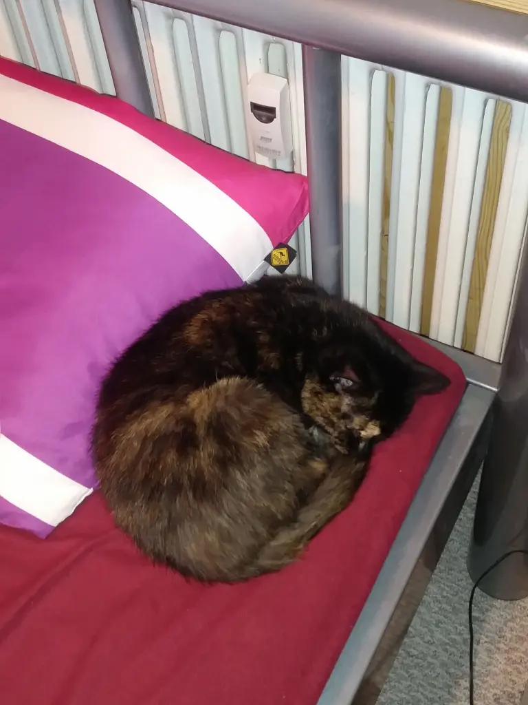 Bild von Pina