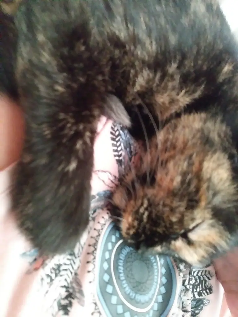 Bild von Pina