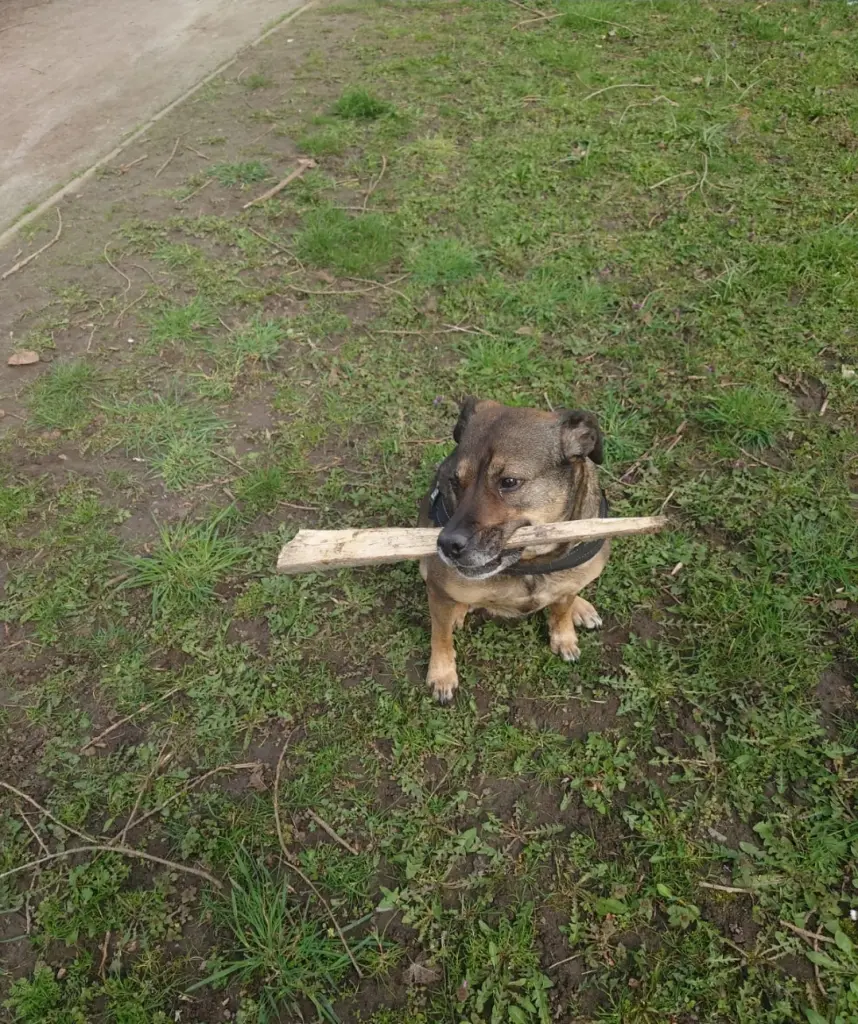 Mein Holz..