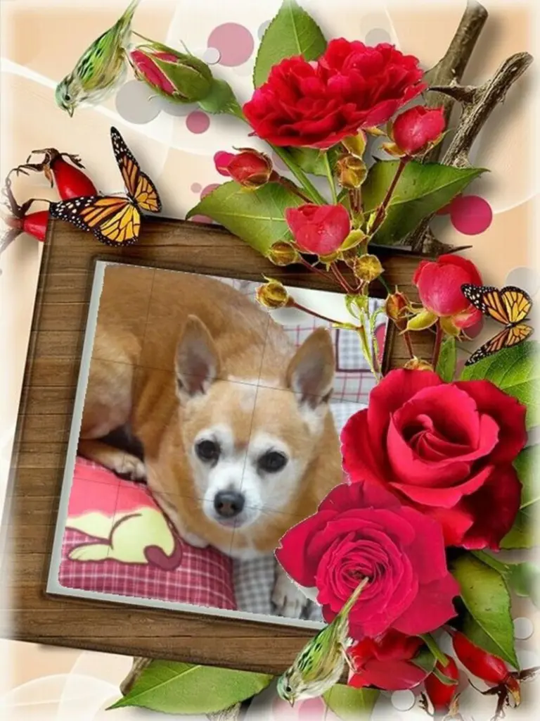 Condolence image of Irene mit JIMMY im Herzen❤️❤️Gute Reise zu den Sternen⭐️⭐️